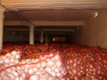 Овощехранилища, оборудование для хранения овощей, хранение картофеля, овощехранилище - фото 11