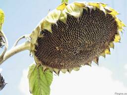 Гібрид соняшнику під Гранстар Матіс (Solar Seeds) урож 38ц/г