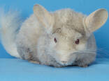 Гомобежевий рекс дівчинка шиншила - фото 1