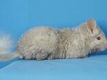 Гомобежевий рекс дівчинка шиншила - фото 2