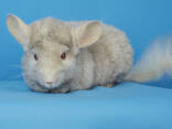 Гомобежевий рекс дівчинка шиншила - фото 3