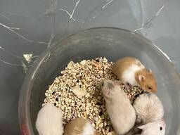 Хомячки сирийские, сирийский хомяк ручные разноцветные