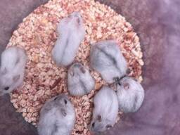 Хомяк ручной домашний недорого, малыши разных пород и окрасов