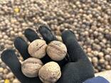 Горіхи - фото 1
