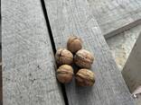 Горіхи - фото 2