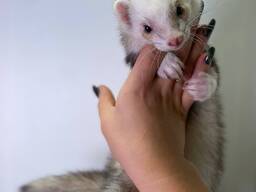 Хорьки декоративные милые ручные, фретка