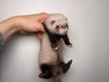 Хорьки декоративные милые ручные, фретка - фото 1