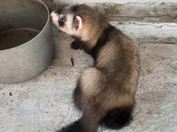 Хорьки фредки