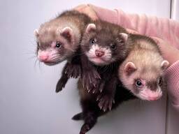 Хорьки, фретка, тхорики, ручні тхорики від 1.5місяців, тхорики у добрі руки