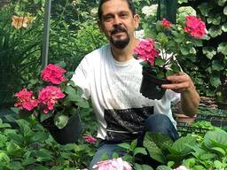 Гортензія широколиста (крупнолиста) 16 сортів