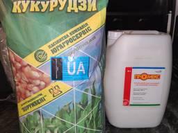 Хотин хортиця кукурудза посівна