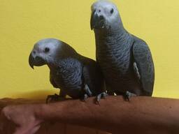 Жако, молоді та ручні пташенята , говорящі папуги , лоставка по Украіні