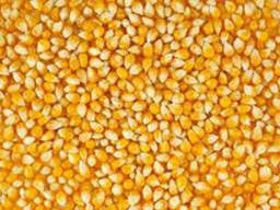 Хозяйство реализует кукурузу фуражную для кормления всей сетки животных и птицы !!!