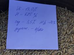 Хозяйтсво продаст ячмень