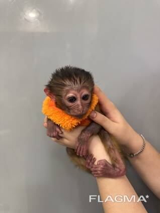 Грайливий мангобей