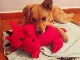 Грайливий песик шукає люблячу родину.