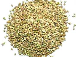 Гречка Зелена