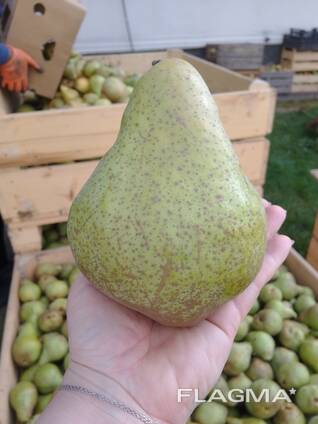 Грушка ноябрська