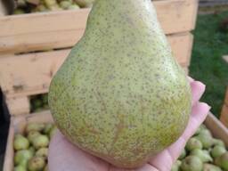 Грушка ноябрська