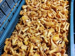 Гриб лисичка бланшована заморожена