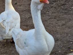 Гуси ХОЛМОГОРИ
