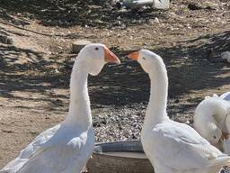 Гуси Холмогори