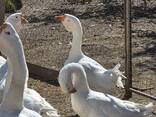 Гуси Холмогори - фото 3