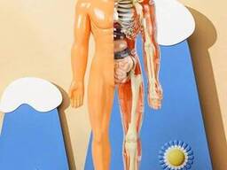 Анатомічний Пазл: Вивчай Людину 30 деталів.