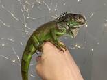 Iguana iguana - зеленая игуана - ящерица вегетарианец - фото 1