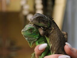 Игуана морфные особи ручные игуаны, вараны очень классные и разноцветные