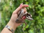 Императорский удав боа констриктор, малыши ручные полностью - фото 3