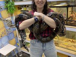 Императорский удав боа констриктор разные морфы крупные особи