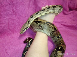 Императорский удав. Самка. 120 см. Boa constrictor imperator.