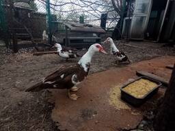 Индоутки, мускусные утки, шипуны,