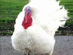 Индюшата БИГ-6 BIG -6