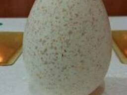 Индюшиное инкубационное яйцо, индюшата