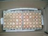 Инкубационное яйцо бройлер КОББ 500 маркированные, миражиров