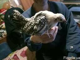 Инкубационное яйцо и цыплята декоративной птицы, утята