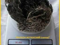 Инкубационное яйцо перепела и молодняк Фараон Испанский.