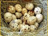 Яйца инкубационные перепела Фараон (селекция Espana).