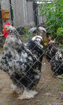 Инкубационные яйца кур породы Мраморный Кохинхин.