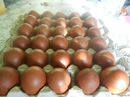 Инкубационные яйца Марана черно-медного