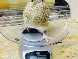 Инкубационные яйца перепела