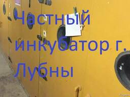 Инкубация куриных яиц от населения