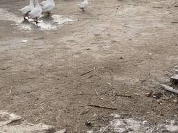Інкубаційні яйця гусей