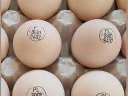Інкубаційні яйця РОСС 308 з Польщі