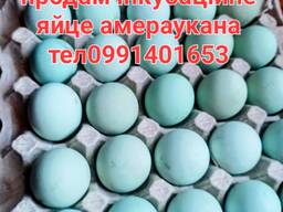 Інкубаційне яйце амераукана