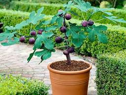 Инжир - 5 морозоустойчивых самоплодных сортов.