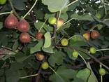 Инжир - 5 морозоустойчивых самоплодных сортов. - фото 1