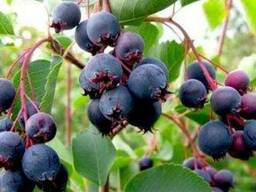 Ирга плоды 100 грамм